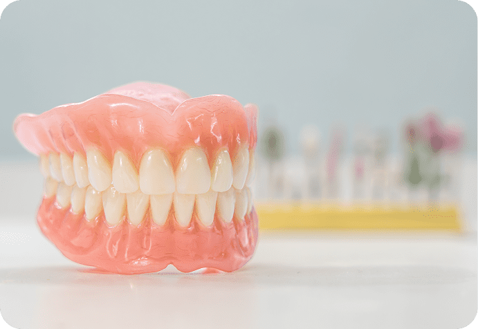 Dental model with teeth and gums